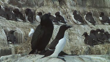 Razorbill sitting on the rocks