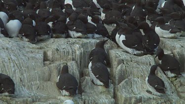 Colony of guillemots sitting on the rocks