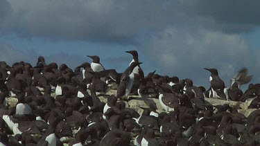 Colony of guillemots sitting on the rocks