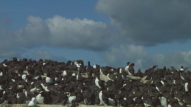 Colony of guillemots sitting on the rocks