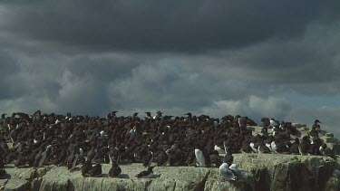 Colony of guillemots sitting on the rocks