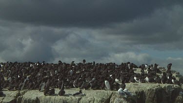 Colony of guillemots sitting on the rocks