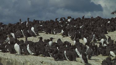 Colony of guillemots sitting on the rocks