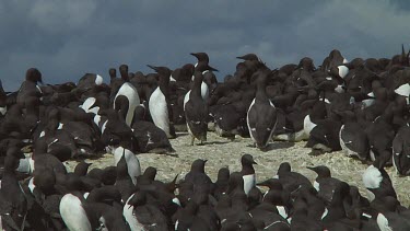 Colony of guillemots sitting on the rocks