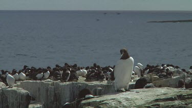 Single guillemot sitting on the rocks