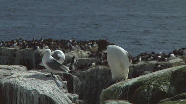 Single guillemot sitting on the rocks