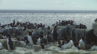 Colony of guillemots sitting on the rocks