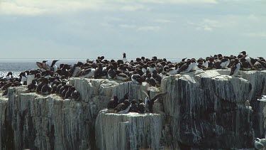 Colony of guillemots sitting on the rocks
