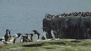 Colony of guillemots sitting on the rocks