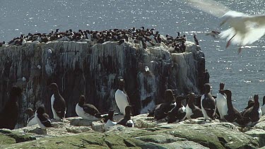 Colony of guillemots sitting on the rocks