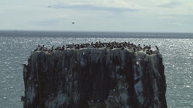 Colony of guillemots sitting on the rocks