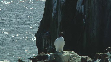 Single guillemot sitting on the rocks