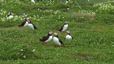 Group of puffins in the United Kingdom