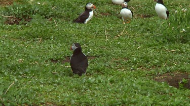 Group of puffins in the United Kingdom