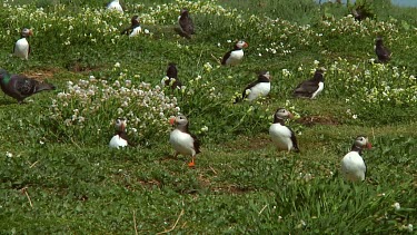 Group of puffins in the United Kingdom