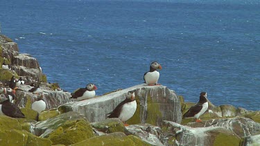 Group of Atlantic puffins in the United Kingdom
