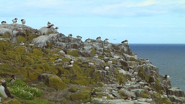 Group of Atlantic puffins in the United Kingdom