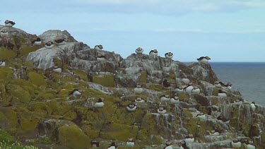 Group of Atlantic puffins in the United Kingdom
