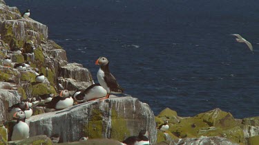 Group of puffins in the United Kingdom