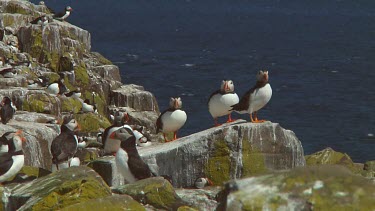 Group of puffins in the United Kingdom