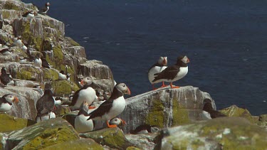 Group of puffins in the United Kingdom