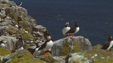 Group of puffins in the United Kingdom