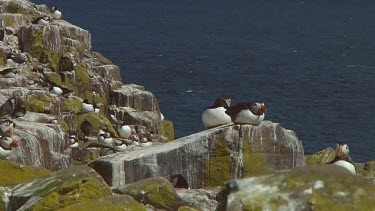 Group of puffins in the United Kingdom