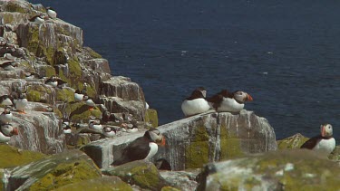 Group of puffins in the United Kingdom