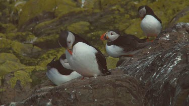 Group of Atlantic puffins in the United Kingdom