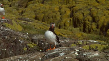 Single puffin in the United Kingdom