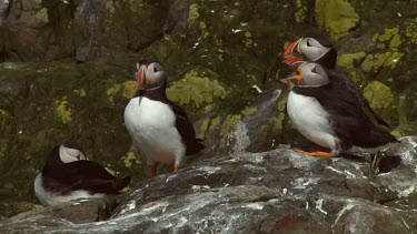 Group of Atlantic puffins in the United Kingdom