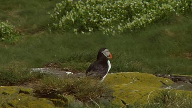 Single puffin in the United Kingdom