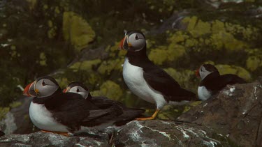 Group of Atlantic puffins in the United Kingdom