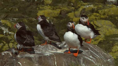 Group of Atlantic puffins in the United Kingdom