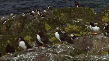 Group of Atlantic puffins in the United Kingdom