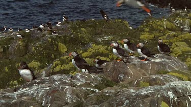 Group of Atlantic puffins in the United Kingdom