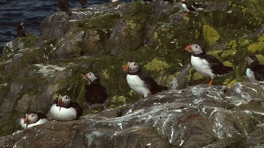 Group of Atlantic puffins in the United Kingdom