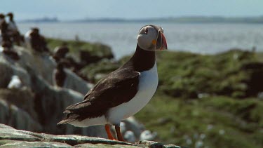 Single puffin in the United Kingdom