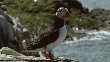 Single puffin in the United Kingdom