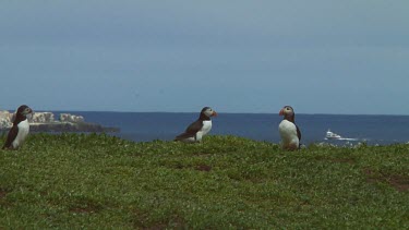 Group of puffins in the United Kingdom