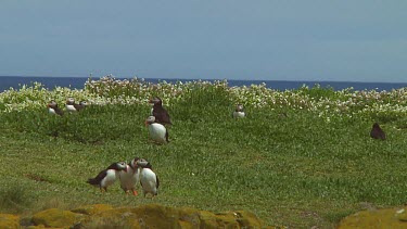 Group of puffins in the United Kingdom