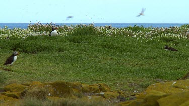 Single puffin in the United Kingdom