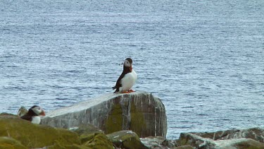 Single puffin in the United Kingdom