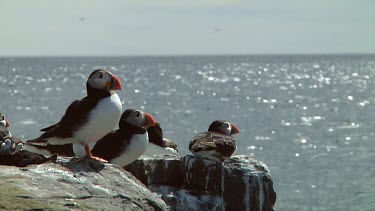Group of Atlantic puffins in the United Kingdom
