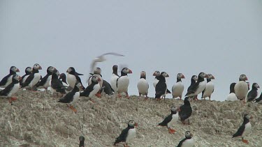 Group of puffins