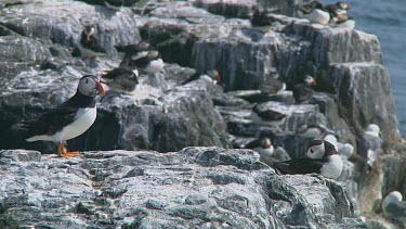 Group of puffins