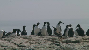 Colony of guillemots sitting on the rocks