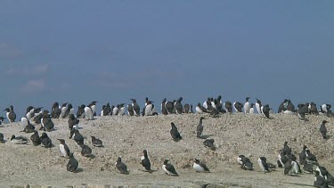 Colony of guillemots sitting on the rocks