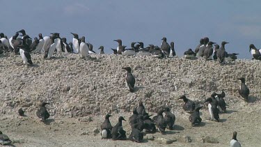 Colony of guillemots sitting on the rocks