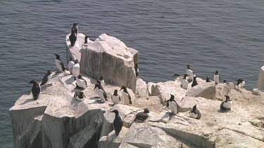 Colony of guillemots sitting on the rocks